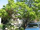 IMG_0508.JPG: Petaluma: Tree - Trae