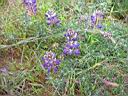 IMG_0559.JPG: Mendocino: Flowers at the coast - Blomster ved kysten