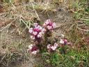 IMG_0560.JPG: Mendocino: Flowers at the coast - Blomster ved kysten
