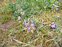 IMG_0561.JPG: Mendocino: Flowers at the coast - Blomster ved kysten