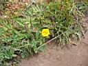 IMG_0562.JPG: Mendocino: Flowers at the coast - Blomster ved kysten