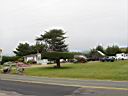IMG_0572.JPG: Mendocino: Funny tree - Sjovt trae