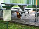 IMG_0579.JPG: Hopland: Solar Center lake - Sol center soe