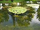 IMG_0583.JPG: Hopland: Solar Center lake with fish - Sol center soe med fisk