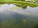 IMG_0586.JPG: Hopland: Solar Center lake with fish - Sol center soe med fisk