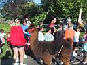 138-3877_img.JPG: Llama - Lama